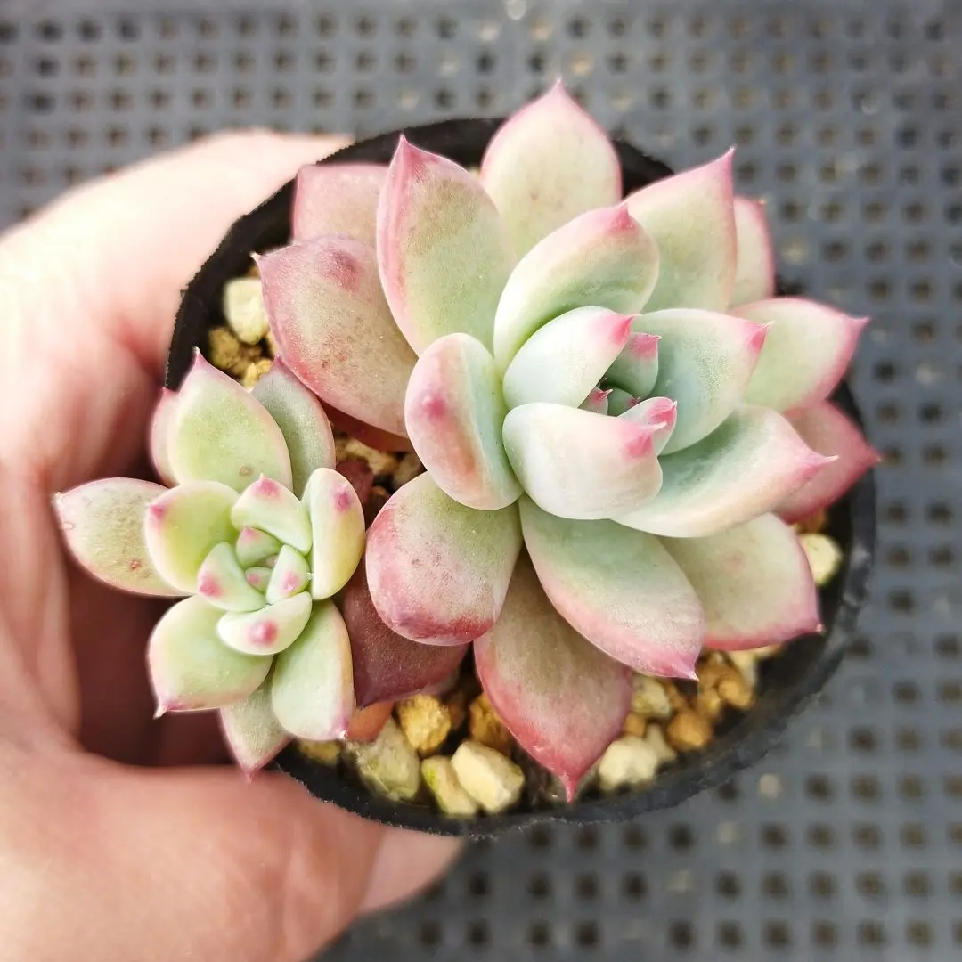 2025年最新】臼田リンゼアナの人気アイテム - メルカリ