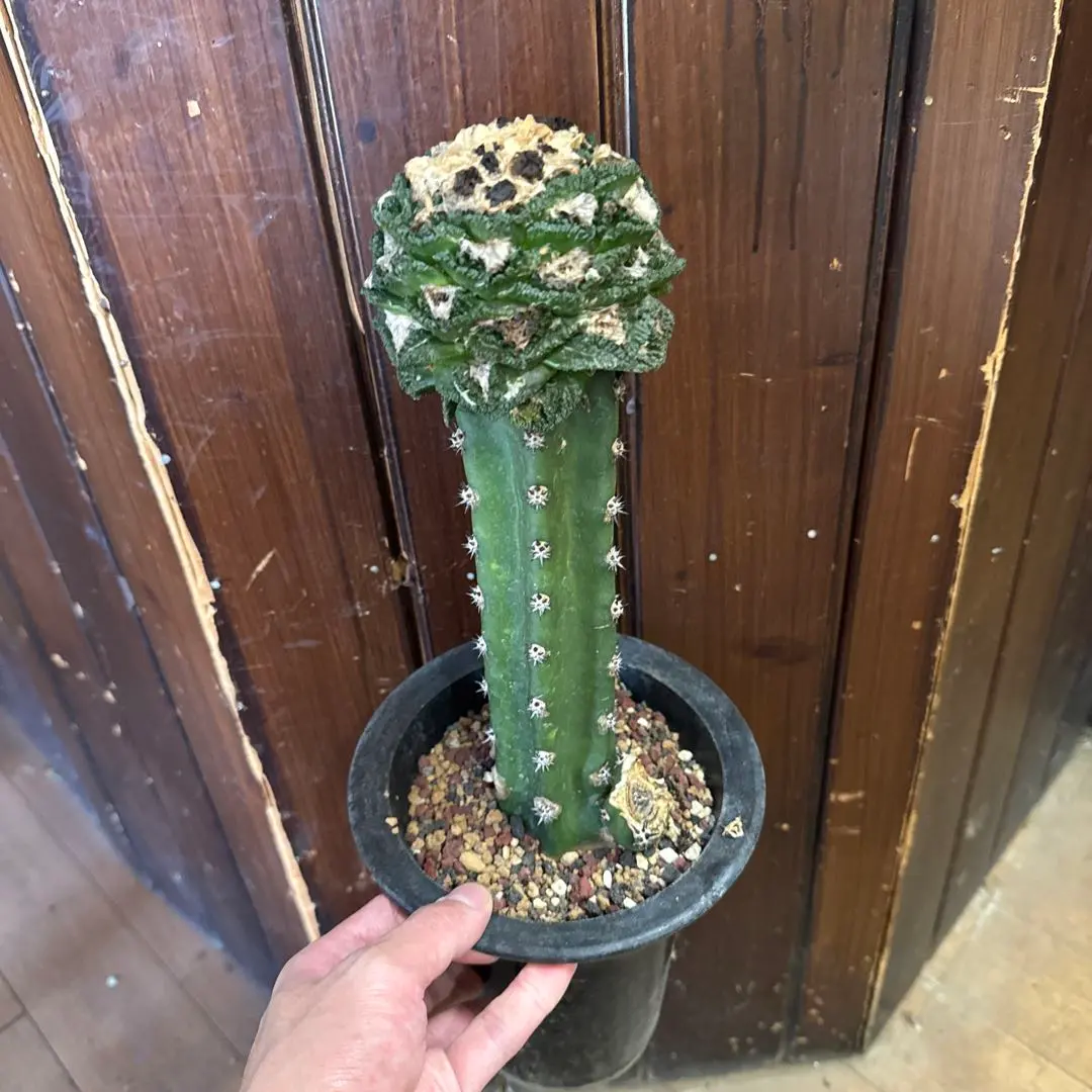 2025年最新】サボテン ゴジラの人気アイテム - メルカリ