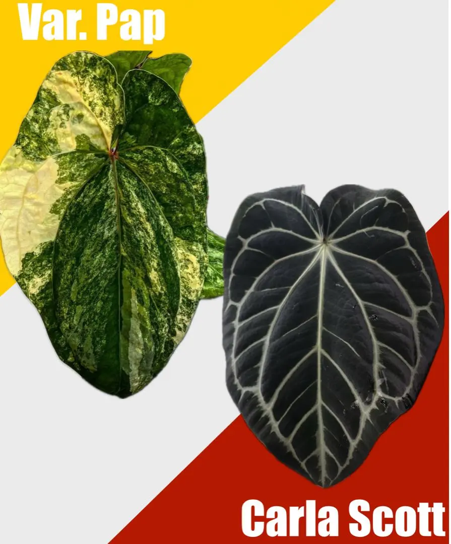 アンスリウム　ポーティラエ x パピFS アンスリウム ポーティラエ x パピFS アンスリウム ポーティラエ