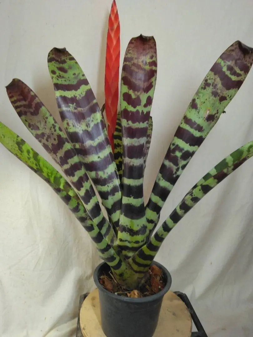 2025年最新】フリーセアの人気アイテム - メルカリ