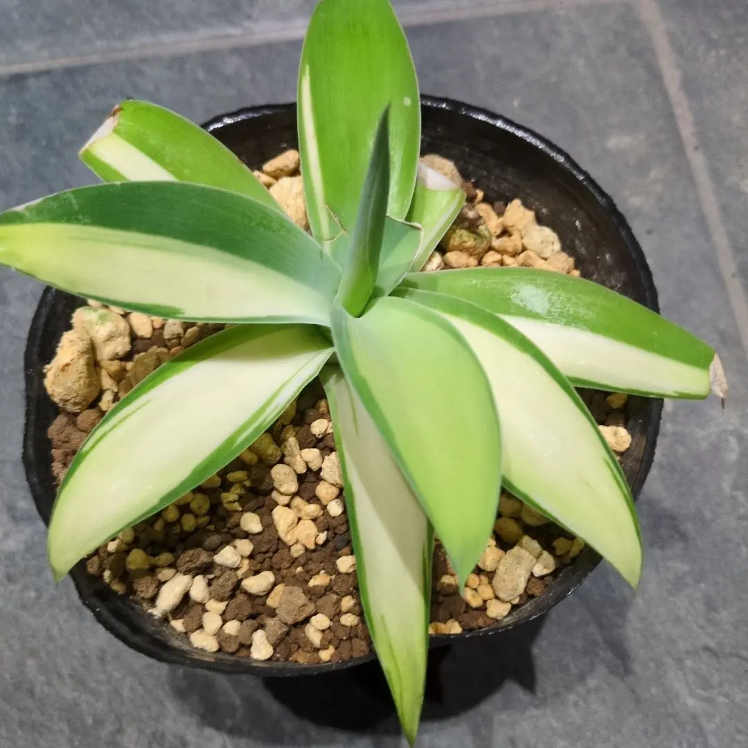 アテナータ　スーパーノヴァ　翡翠盤　アガベ　スーパーノバ アガベ アテナータ スーパーノヴァ 翡翠盤 - メルカリ