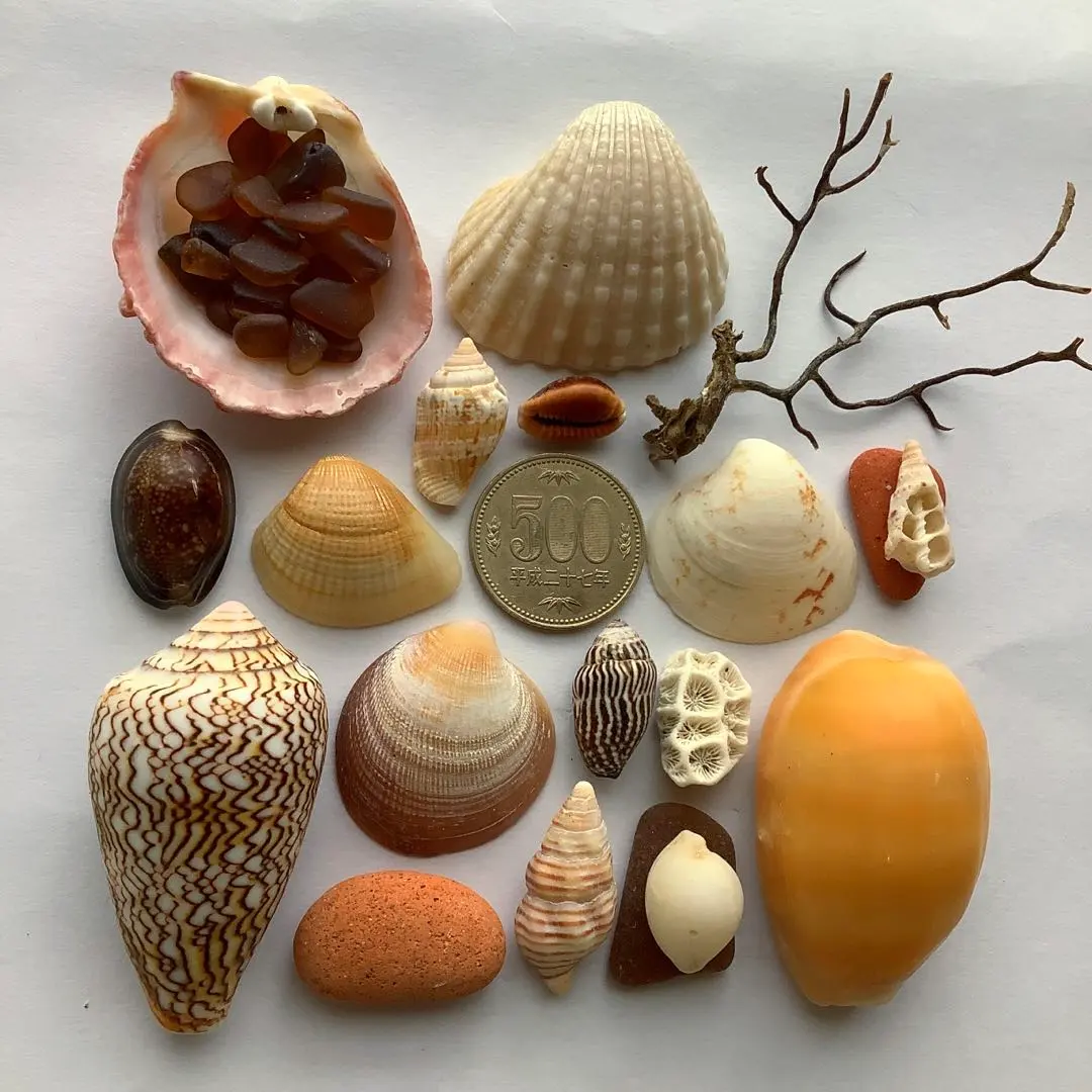 2025年最新】ウミウチワの人気アイテム - メルカリ