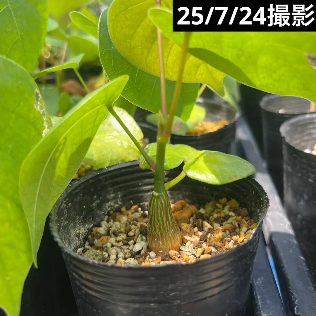 【新鮮】ボンバックス　自家採取種子　20粒　ネコポス発送 2025年最新】ボンバックス 種子の人気アイテム - メルカリ