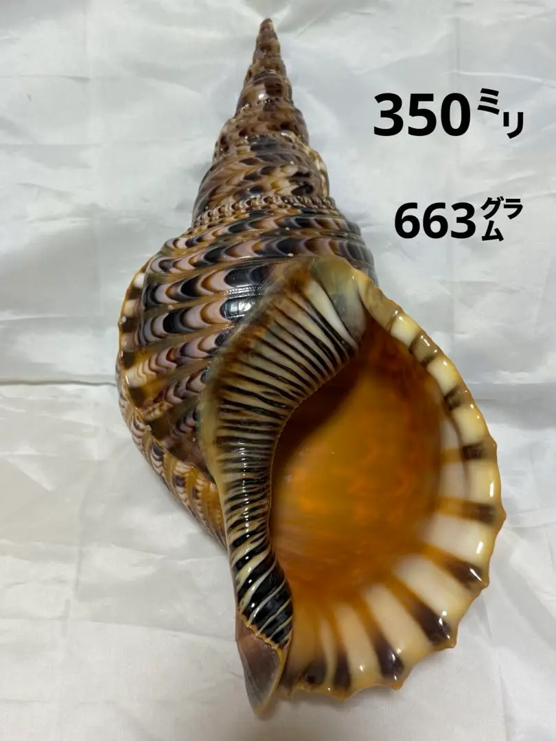 貝殻(沖縄の青い海の宝)ホラ貝蓋付 貝殻(沖縄の青い海の宝) ホラ貝蓋付 - メルカリ