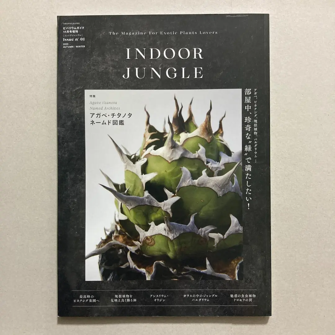 INDOOR JUNGLE アガベ・チタノタ ネームド図鑑 2 INDOOR JUNGLE （インドアジャングル）No.01｜アガベ・チタノタ
