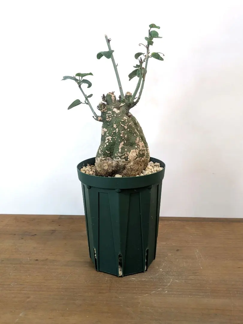 2025年最新】アデニア スピノーサの人気アイテム - メルカリ