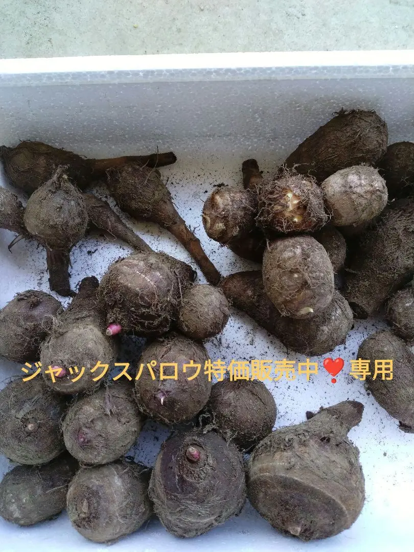 土付き赤芽里芋　種用（種芋）　箱別23キロ　愛知県産 楽天市場】春植え 種芋「 里芋 赤芽大吉 1kg (熊本県産)」 里芋