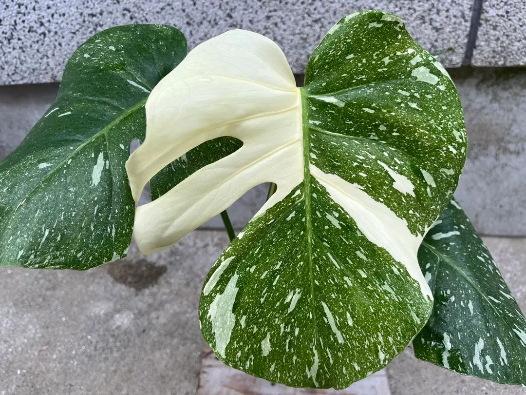 超希少な　モンステラ デリシオーサ ダイアモンド　レガシー　斑入り This Variegated Monstera is Amazing! / Monstera Deliciosa