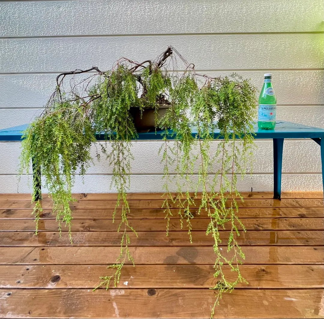 2025年最新】レプトスペルマム バーチカルドロップの人気アイテム