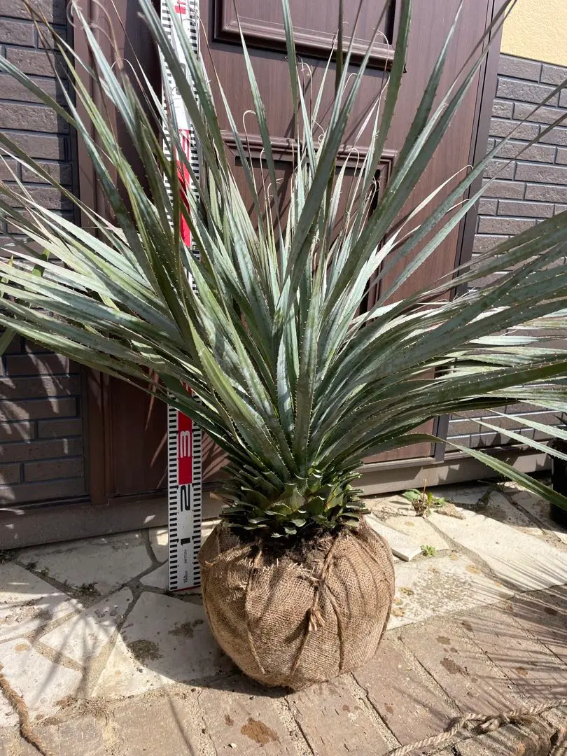 ダシリリオン ウィーレリー 極太 埼玉 引取限定