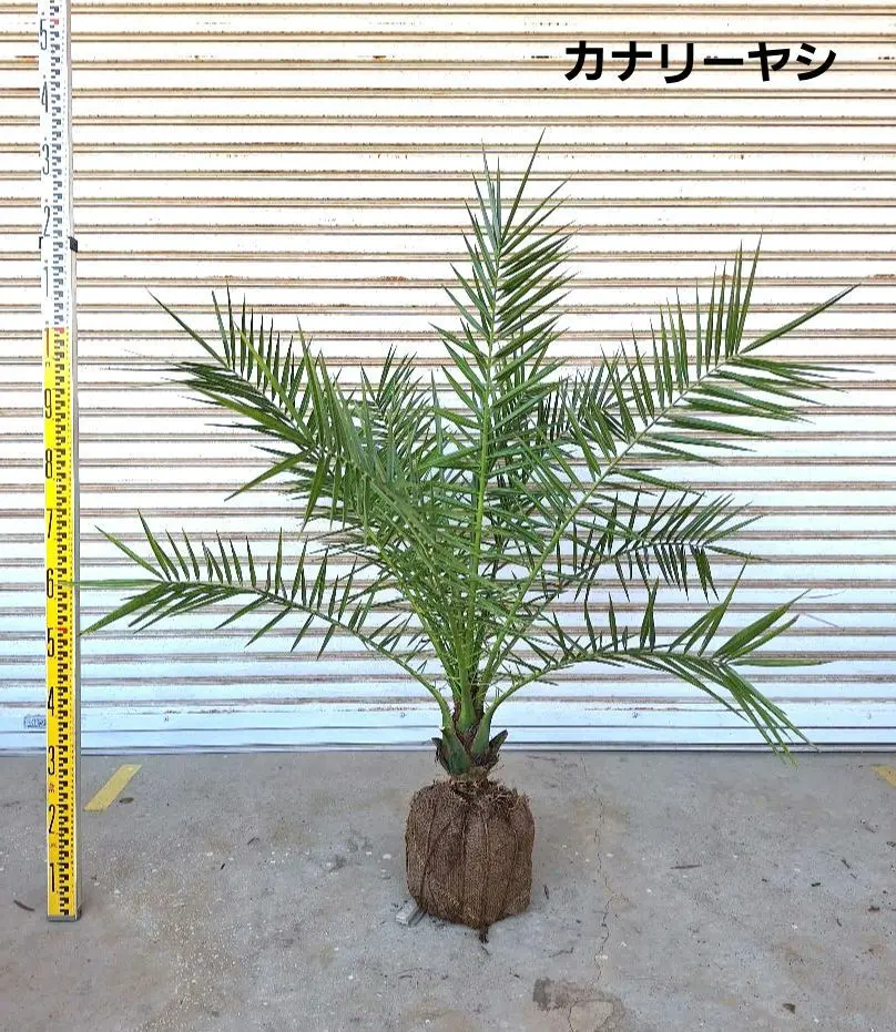 カナリーヤシ　幹高20cm 鉢底から100cm カナリーヤシ 幹高20cm 鉢底から100cm カナリーヤシ 幹高20cm 鉢