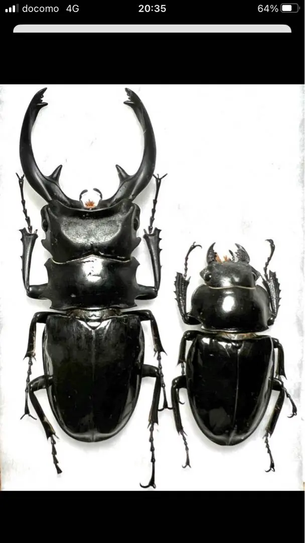 インターメディアツヤクワガタ大型個体♂♀ペア標本 2024年冬【法人向けお歳暮】 インターメディアツヤクワガタ大型