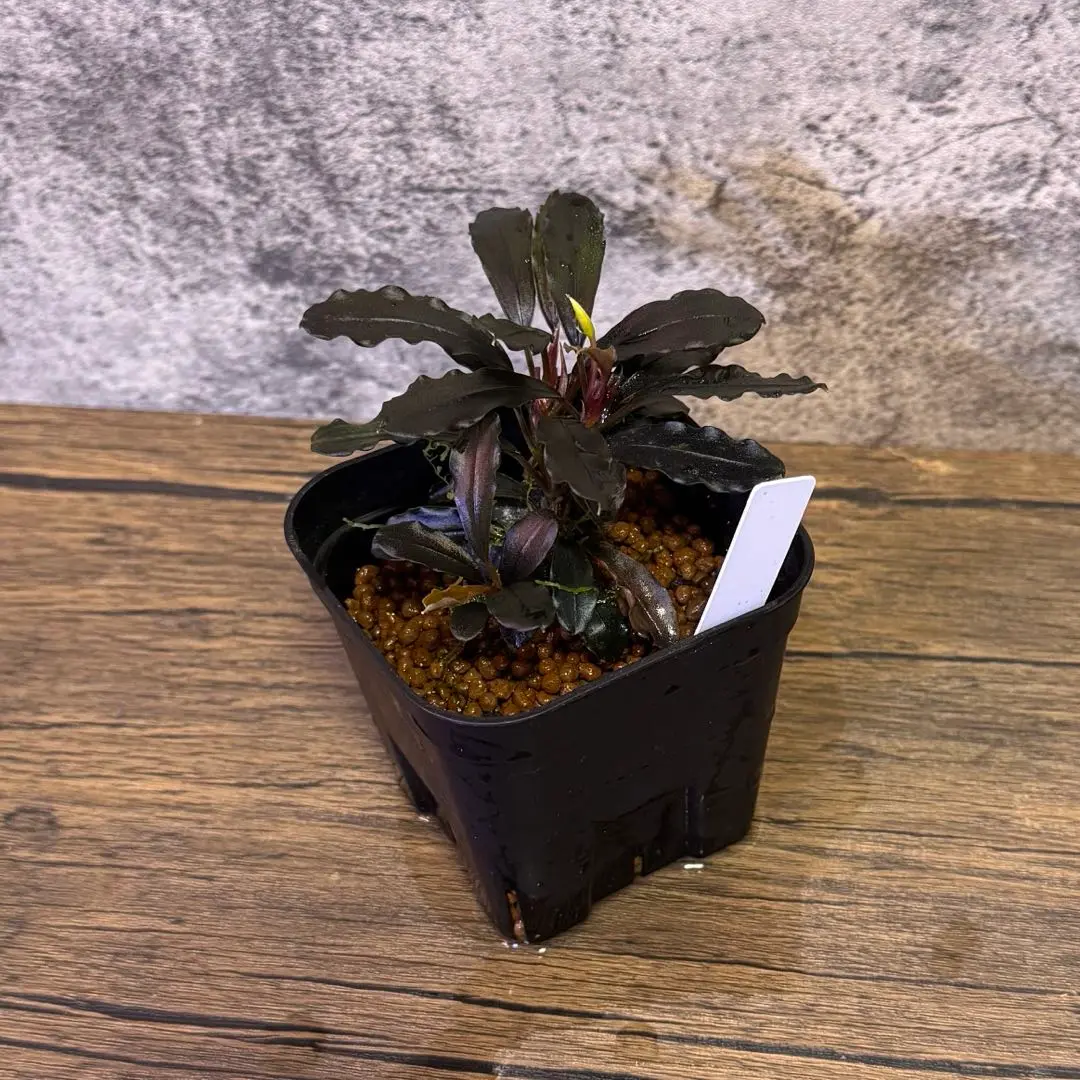 水草 Buce sp.\"Upper pearl midnight blue\" キボーデコ on X: 