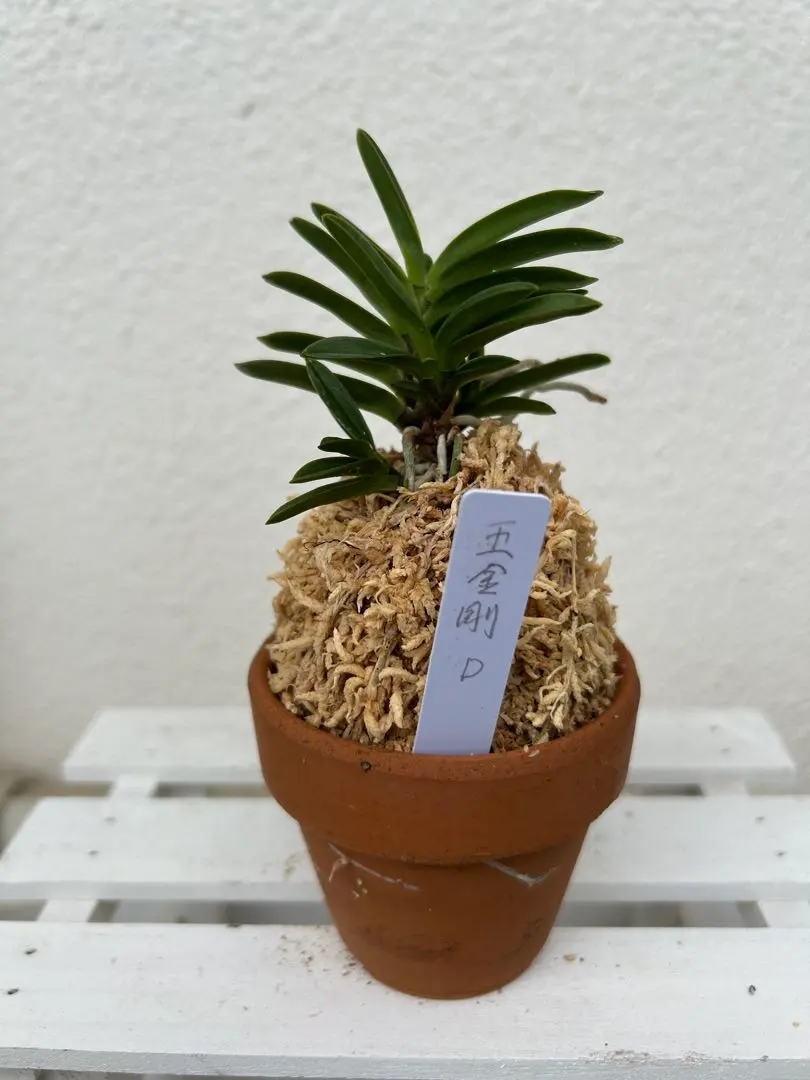 【 富貴蘭 】玉金錦　148 富貴蘭 】玉金錦148