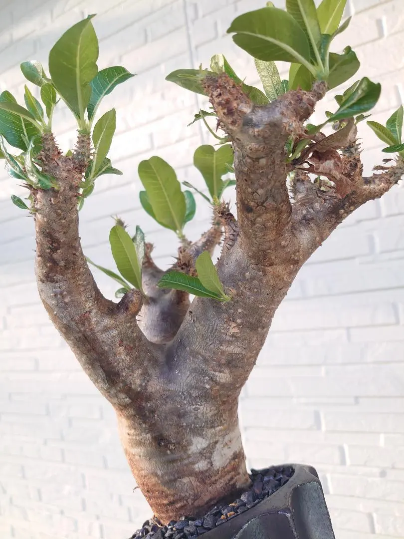 パキポディウム イノピナツム【希少・優良大株】※メルカリ便発送 パキポディウム イノピナツム【希少・優良大株】※メルカリ便発送