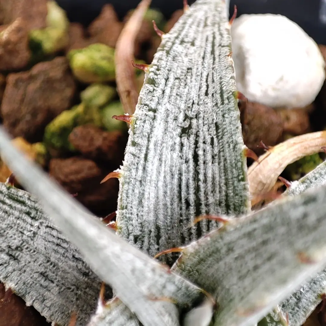 Dyckia　CHU-txBill Baker's ×braunii ディッキア 864953e6d52aed479ffe61c9211bf2