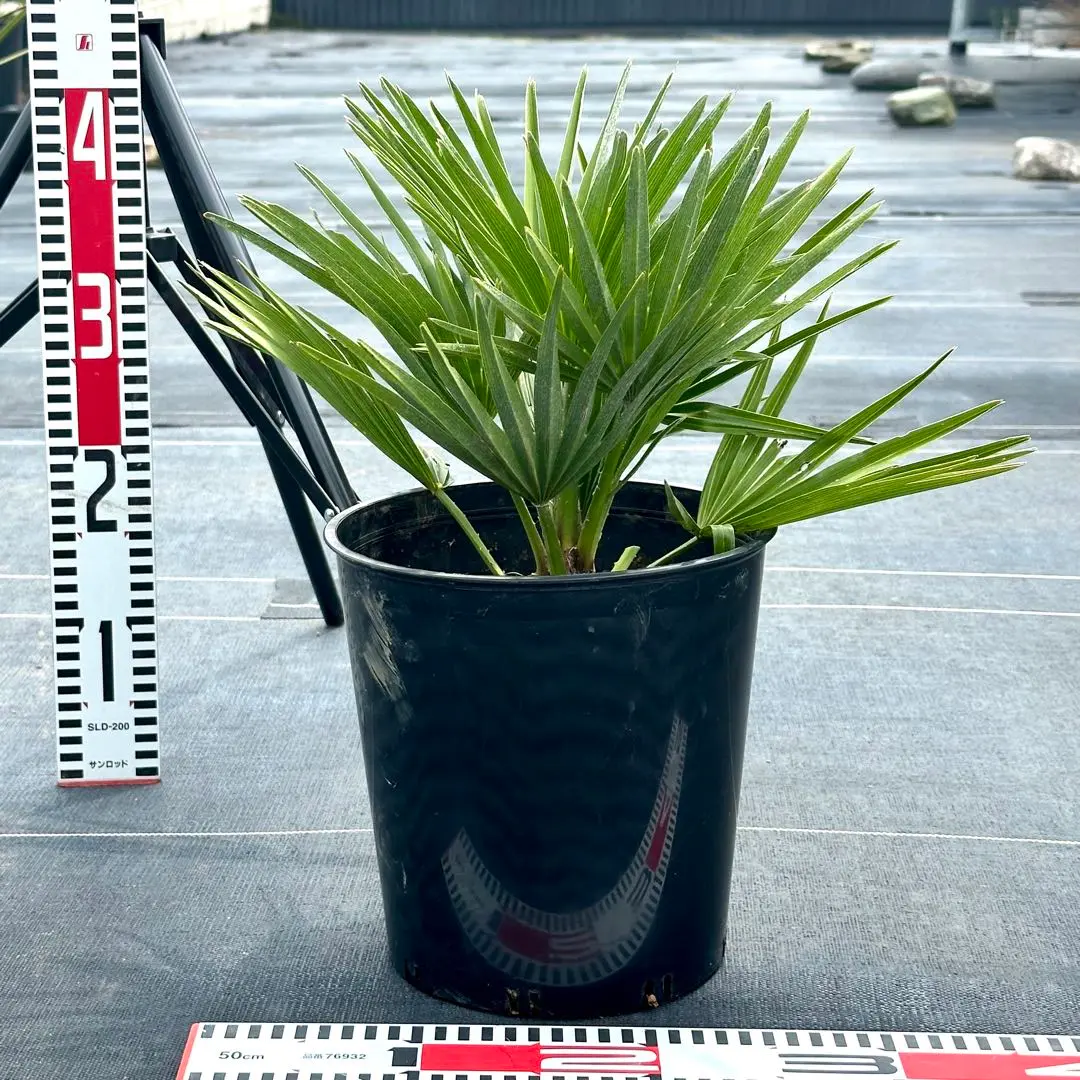 チャメロプス ボルケーノ 楽天市場】【現品発送】チャメロプス ボルケーノ 7号鉢植え【AZ