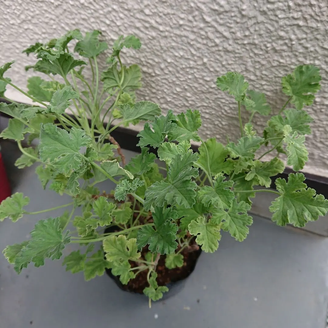 136 ＊斑入り葉ゼラニウム　ネコポス便発送 2025年最新】斑入りゼラニウムの人気アイテム - メルカリ