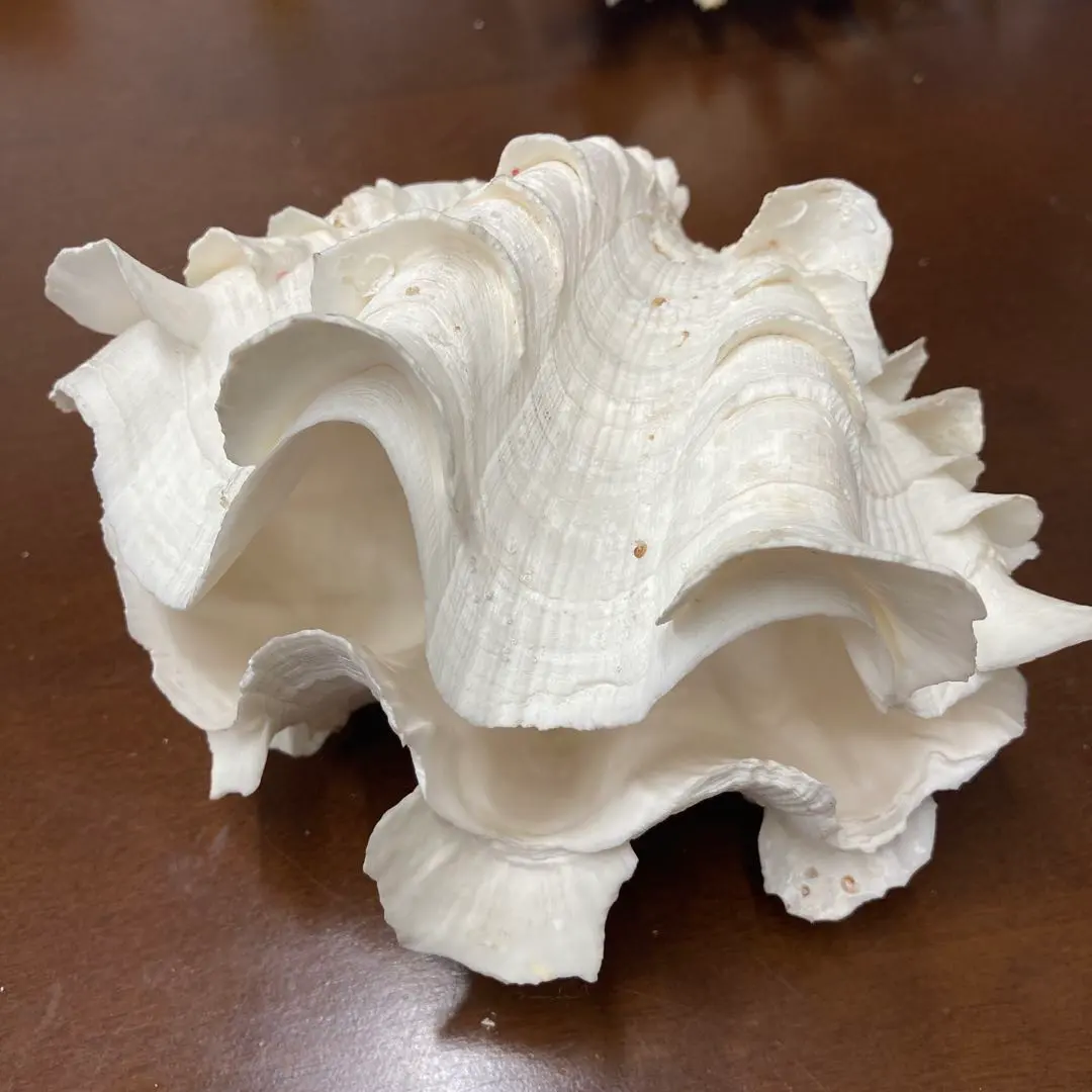 2025年最新】ヒレシャコ貝の人気アイテム - メルカリ