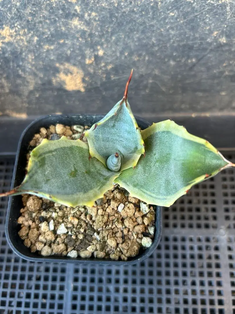 ナッツ アガベ　大株　サルミアナフェロックス　覆輪斑 アガベ・サルミアナ 'フェロックス' バリエガータ｜Agave
