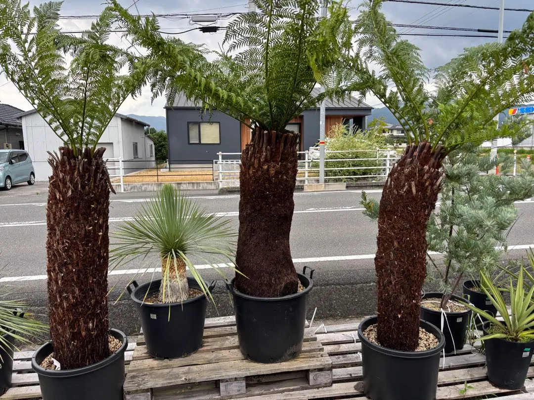 幹立　ディクソニア　分頭アンタルクティカ ディクソニア：アンタルクティカ 5号鉢植え の通販 | 園芸ネット