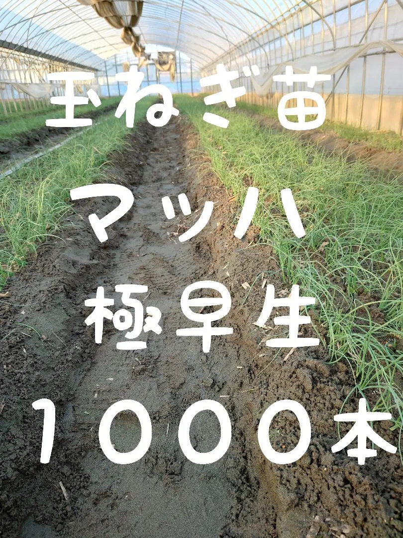 玉ねぎ苗 1000本セット　オマケあり 707016.jpg