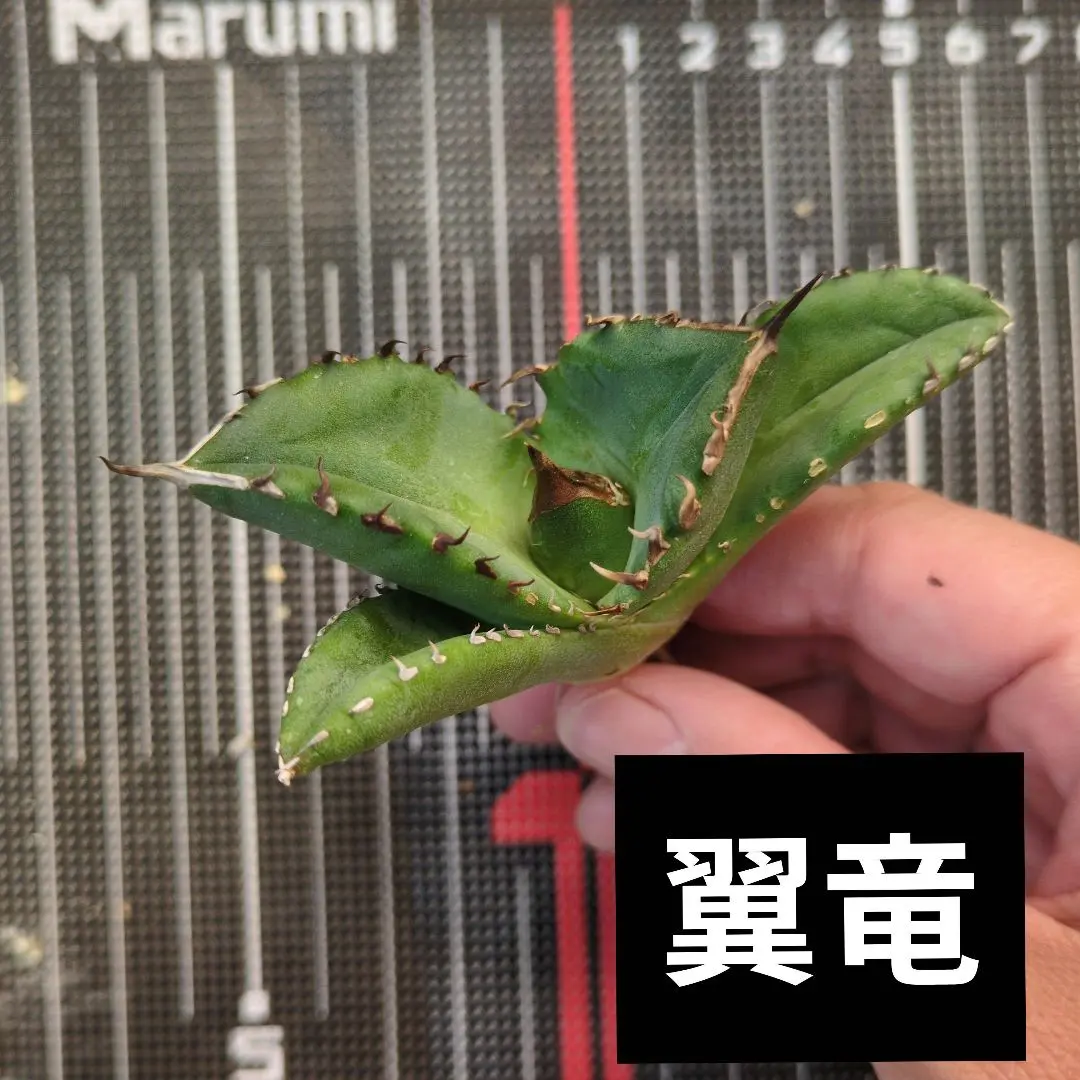 アガベ チタノタ プテラノドン翼竜 活着済み！【漆黒の鋸歯・陽炎・ボール型】 アガベ チタノタ プテラノドン翼竜 活着済み！【漆黒の鋸歯