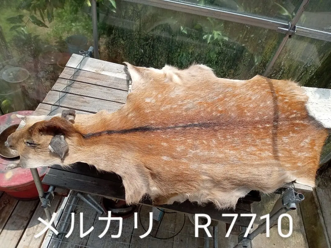 2025年最新】鹿 ラグ 毛皮の人気アイテム - メルカリ