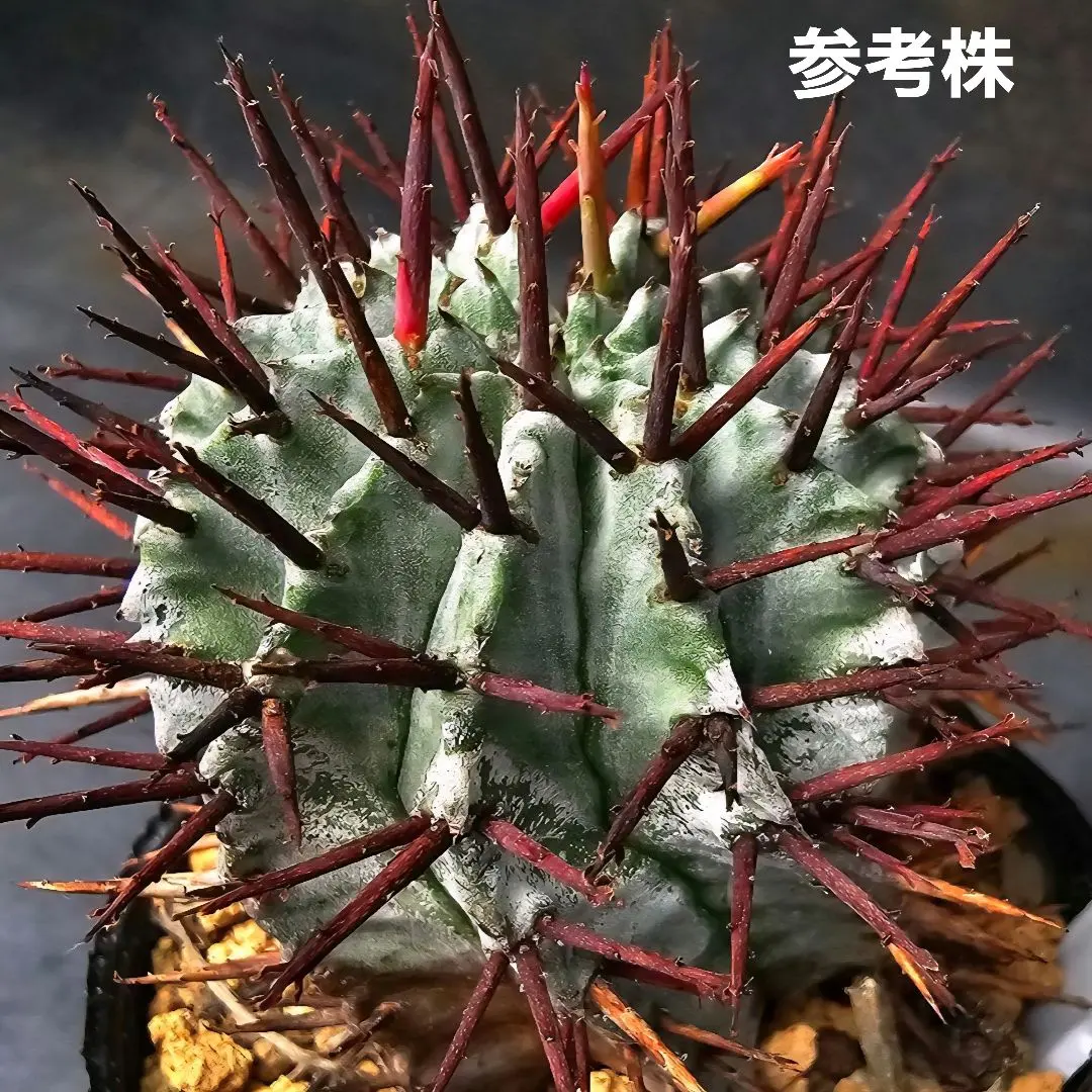 2025年最新】関上ホリダの人気アイテム - メルカリ