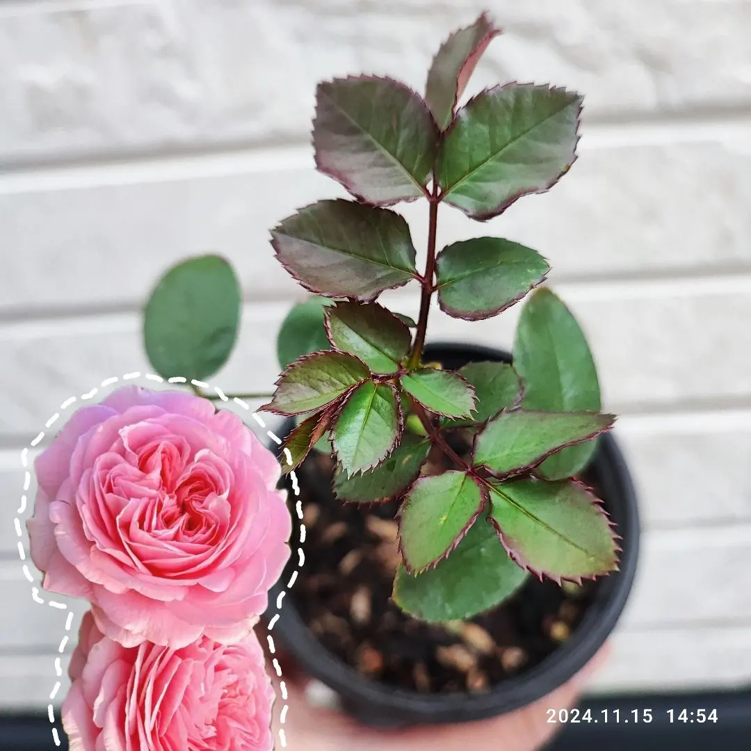 マリーローズ セックス 2025年最新】マリーローズ 苗の人気アイテム - メルカリ