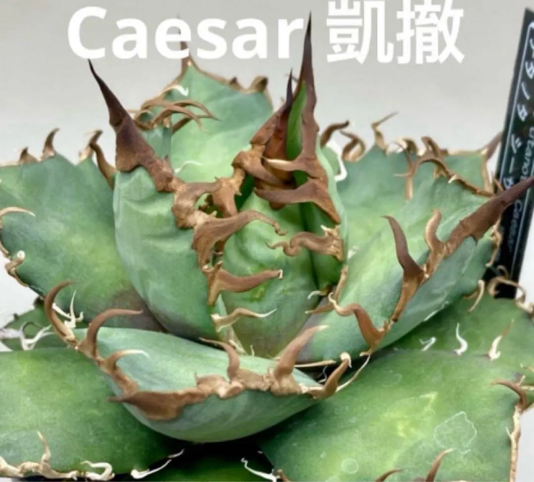 2025年最新】アガベシーザー錦の人気アイテム - メルカリ