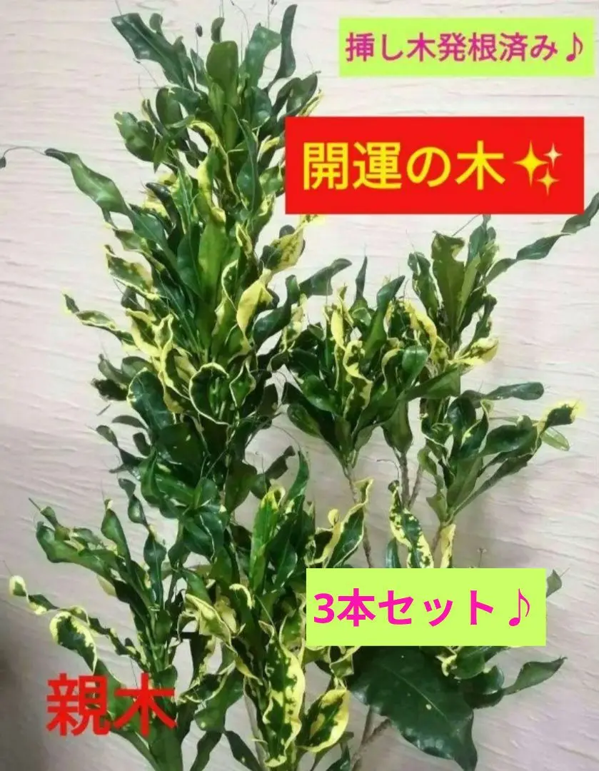 【大型♥3株】クロトン トビハ 飛び葉 クロトン：トビハ(飛び葉) 6号鉢植え の通販 | 園芸ネット