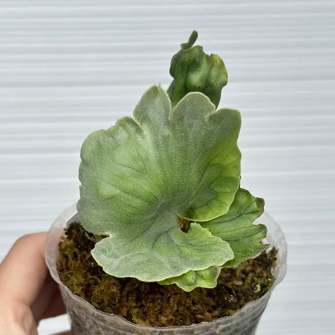 2025年最新】Wanda dwarfの人気アイテム - メルカリ