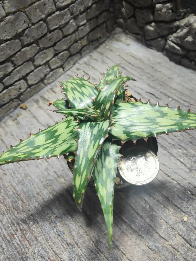 メルカリ便発送☆多肉植物 アロエ属 ネオペキヘミ(ペッキー×ヘミンギー) アロエ ペッキーxへミンギー - メルカリ