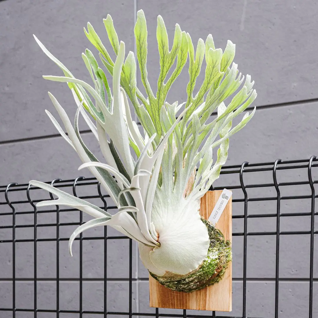 2025年最新】veitchii auburn riverの人気アイテム - メルカリ