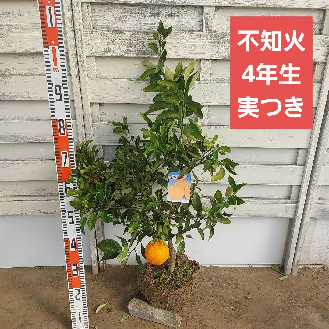 ②津之輝 4年生 大苗 実つき 津之輝 4年生 苗木 実つき！ 登録品種