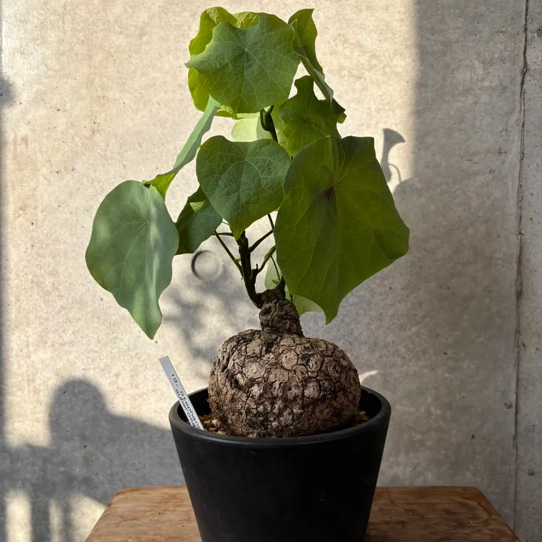 2025年最新】ステファニア スベローサの人気アイテム - メルカリ