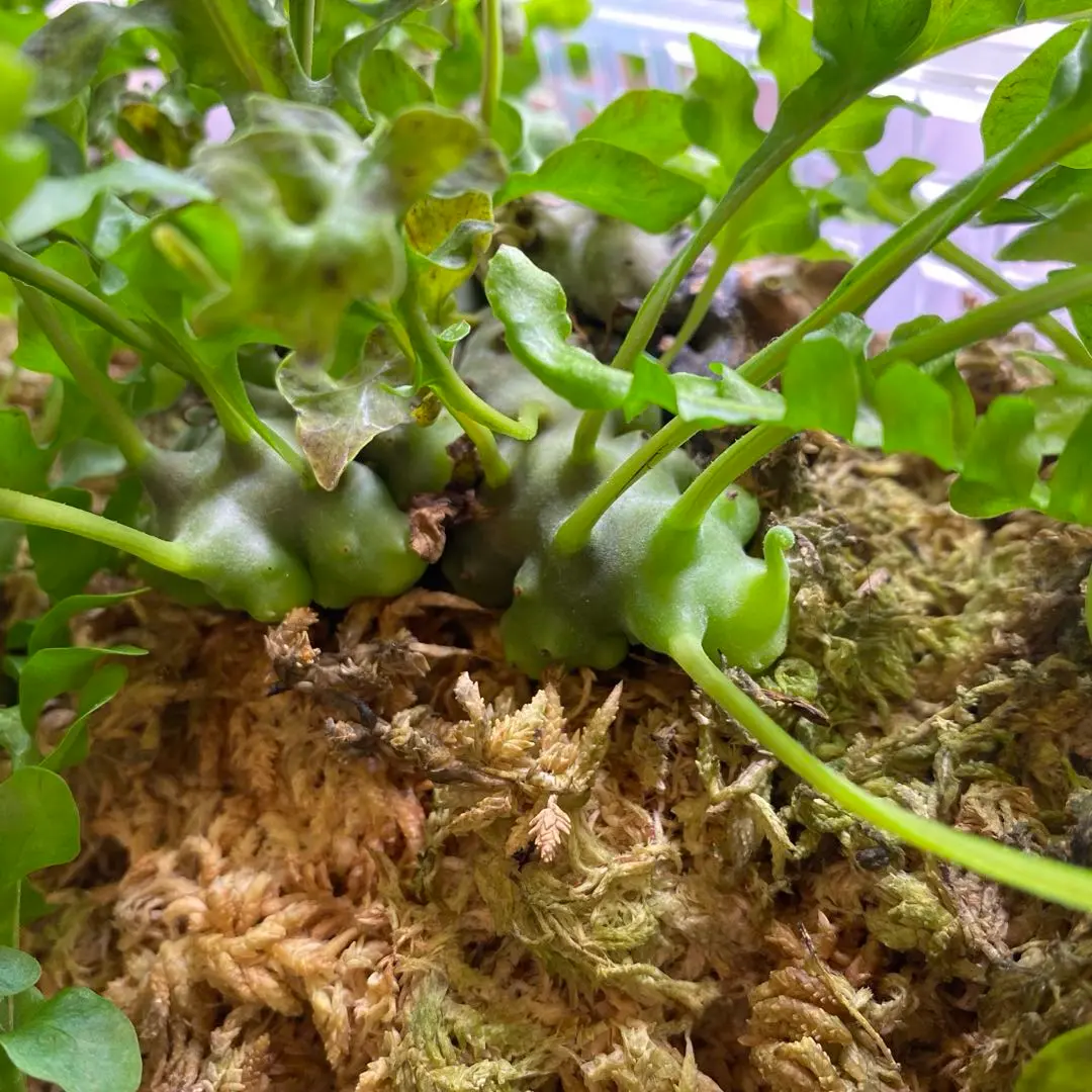 【大特価】アリ植物 レカノプテリス ルゾネンシス まとめ売り 2025年最新】レカノプテリス ルゾネンシスの人気アイテム - メルカリ