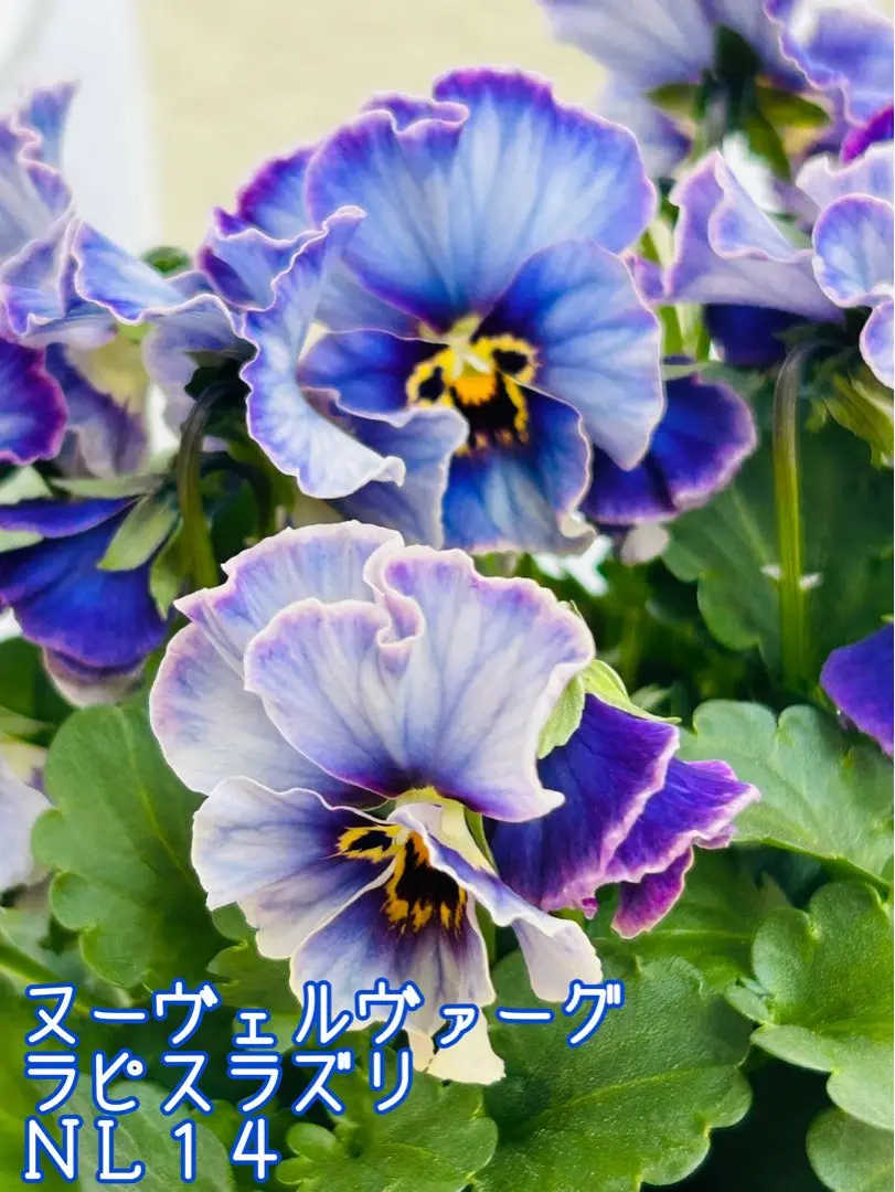 ◆Mieさま専用　ＮＬ5♥ヌーヴェルヴァーグ　ラピスラズリ♥希少♥花苗ポットごと ビオラ：ヌーヴェルヴァーグ ラピスラズリ3.5号ポット の通販