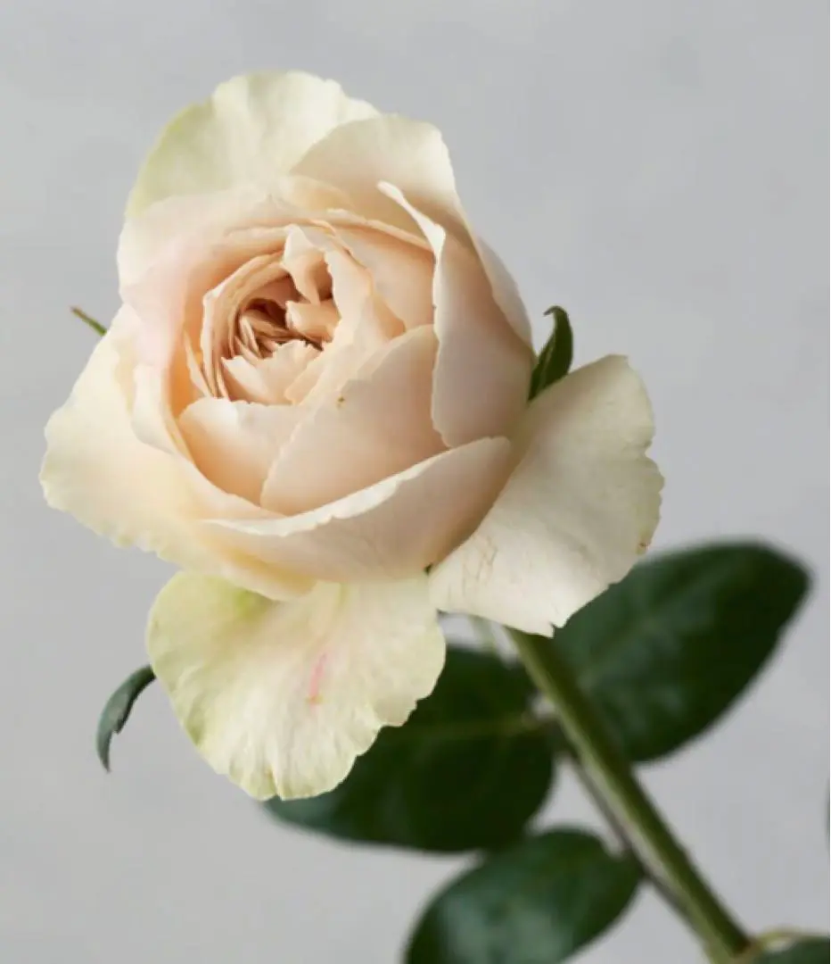 和バラ開花接木苗 高級和バラ 接木苗