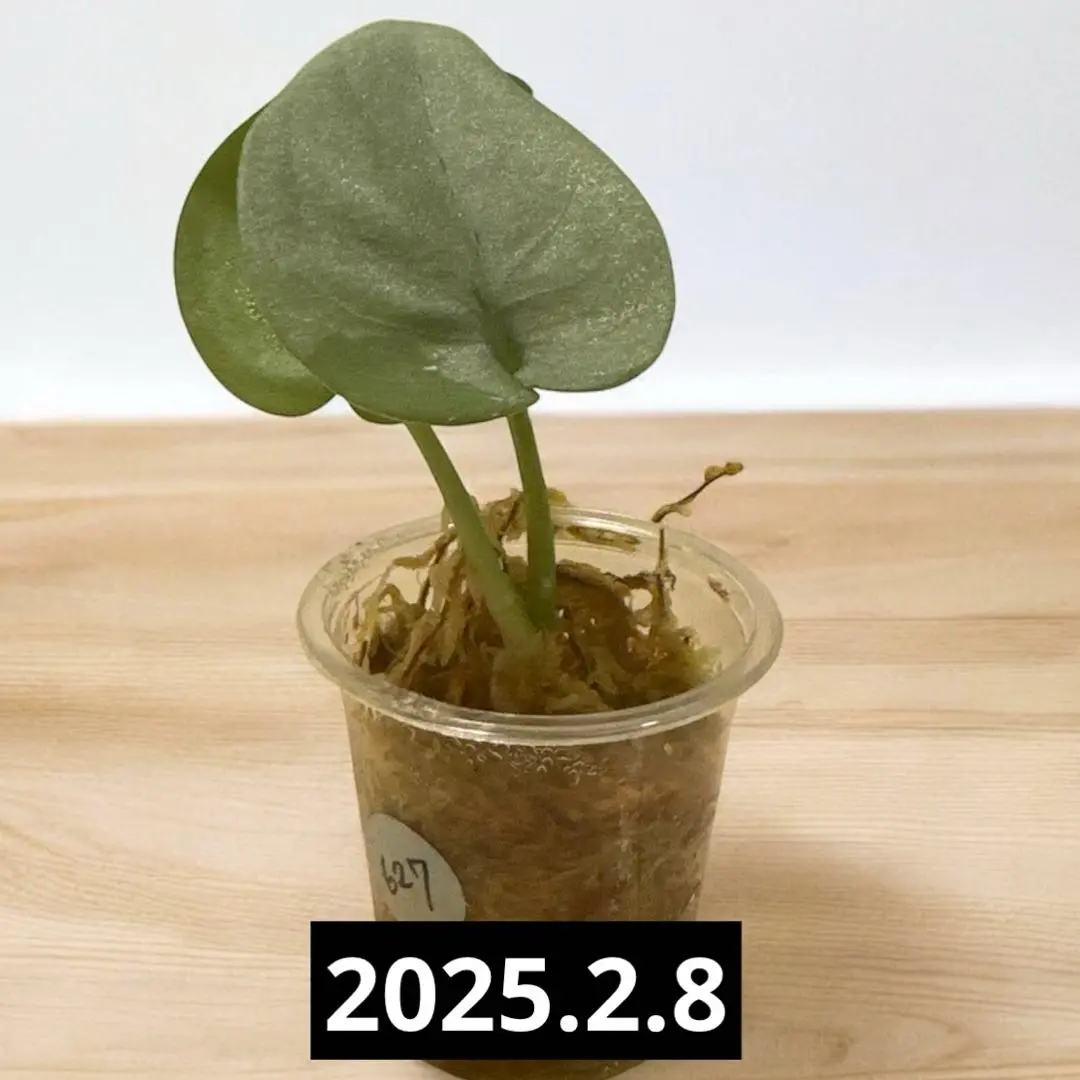 2025年最新】スキンダプサス シルバーヒーローの人気アイテム