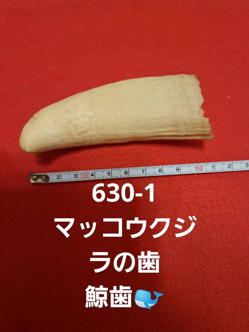 【値下げ】鯨歯　マッコウクジラ　印材　曲りタイプ② 値下げ】鯨歯 マッコウクジラ ループタイ ② - メルカリ