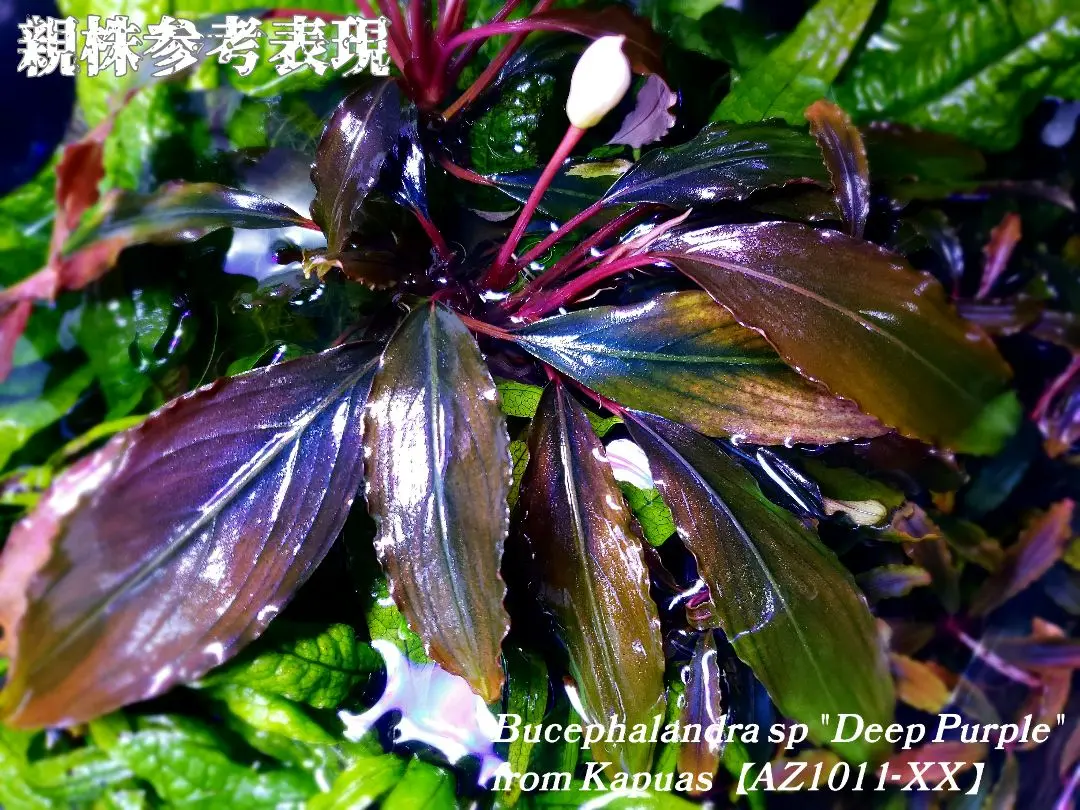 観賞魚3年目様　確認用Bucephalandra\"Deep Purple\" Bucephalandra sp. 