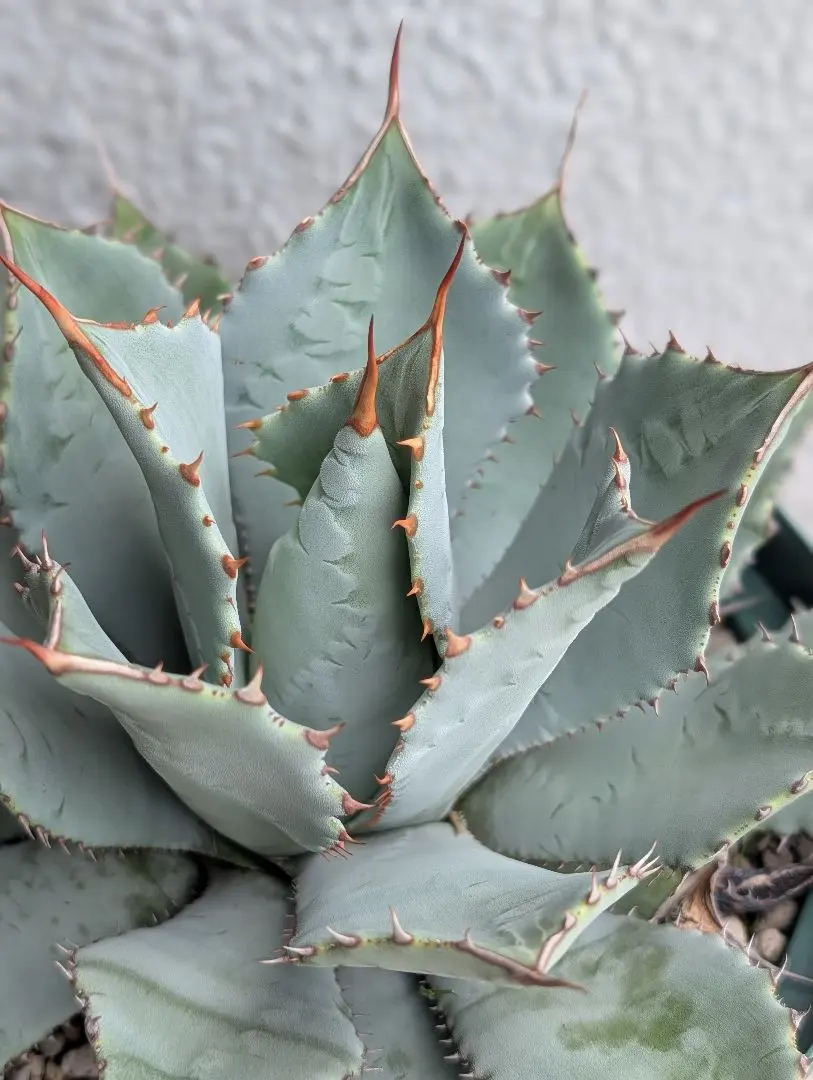 2025年最新】グアダラハラナの人気アイテム - メルカリ