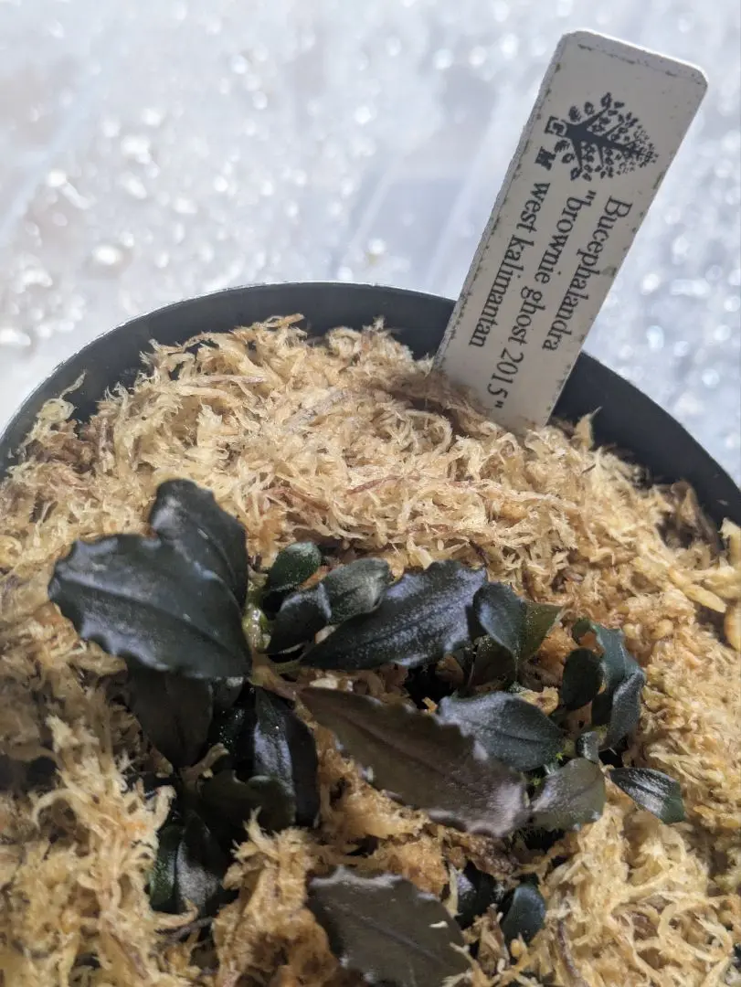 ブセファランドラ　ブラウニーゴーストカリマンタン　3株 ブセファランドラsp.ゴーストカリマンタン❣️Bucephalandra sp