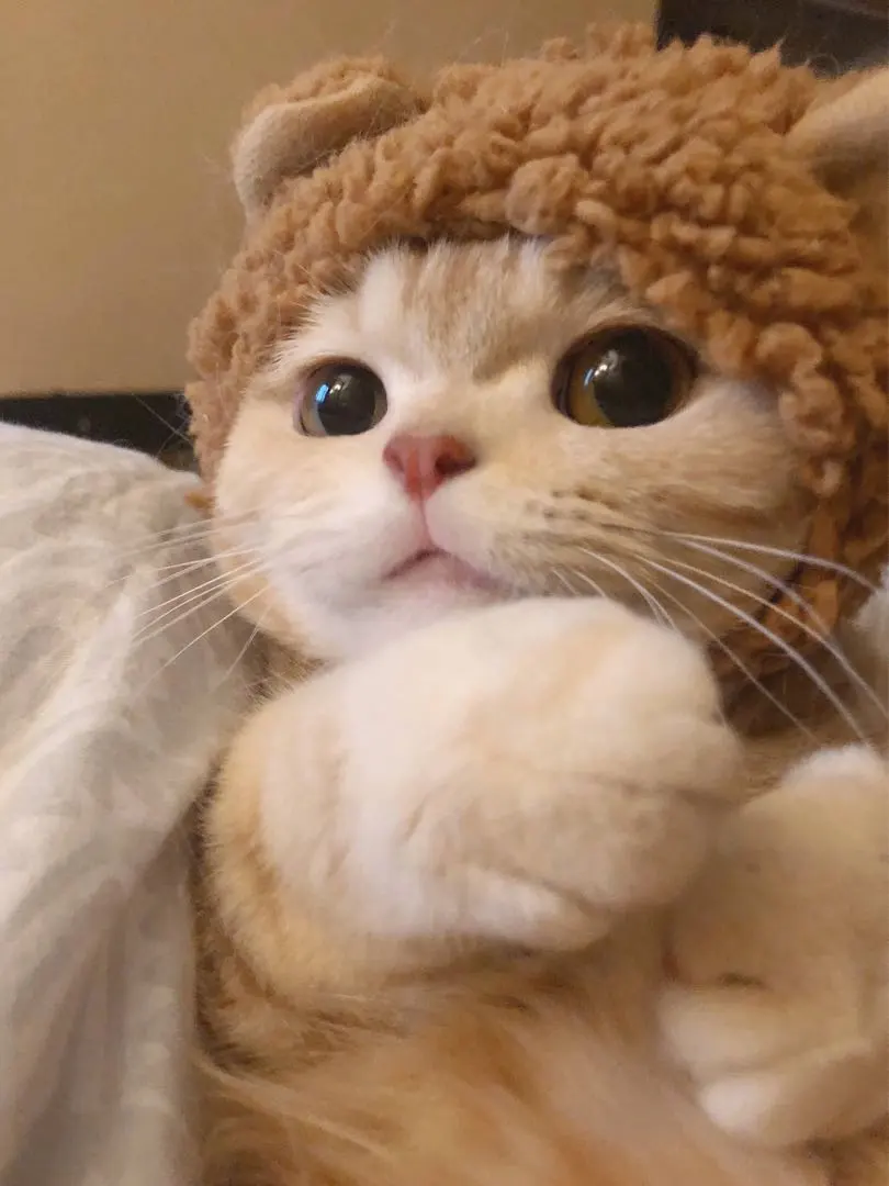 Thumbnail of Vivienne Westwood Bi-fold Wallet Black