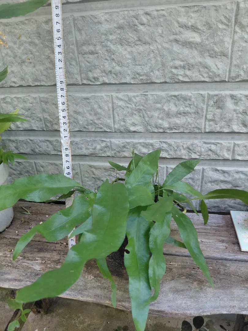 ／さま専用 コアの苗 コーヒー苗 ラウアエ苗 2025年最新】ラウアエ 苗の人気アイテム - メルカリ