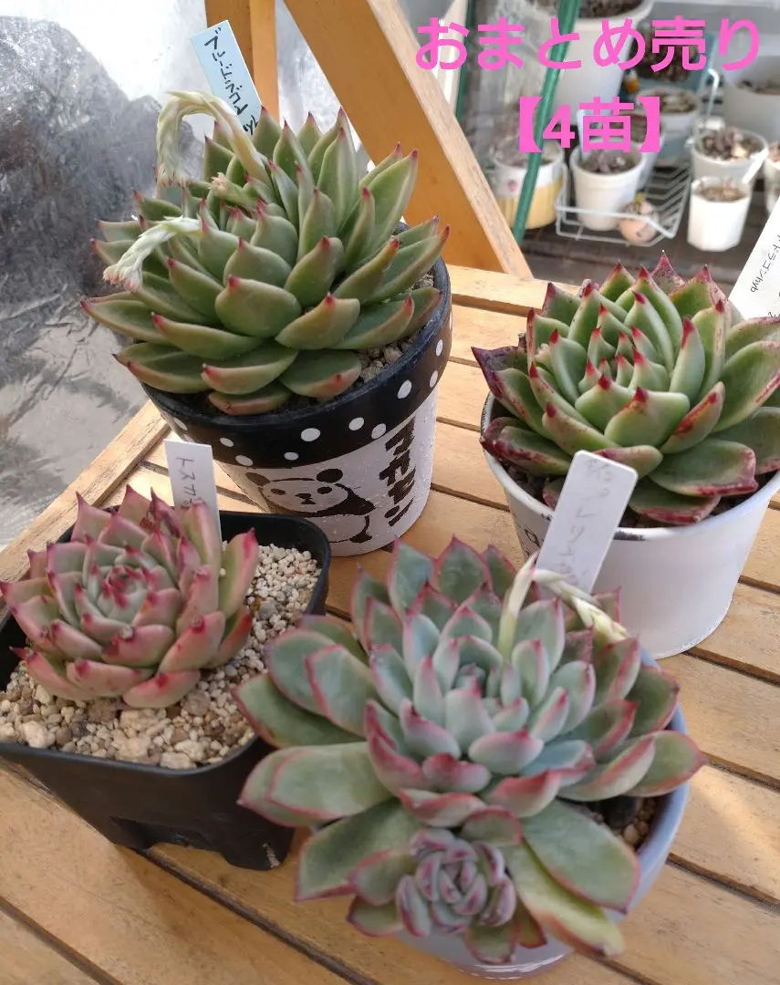 札付き　京紫　トロピカルガーデン　命名苗　抜き苗発送　多肉植物 札付き 京紫 トロピカルガーデン 命名苗 抜き苗発送 多肉植物