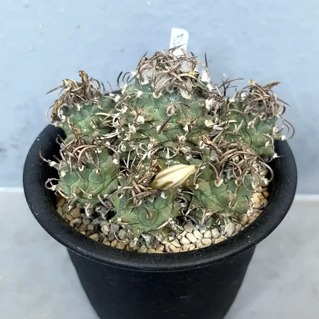 M*X様 大疣 アロンソイ 選抜 鉢植え メルカリ便送料込み 2025年最新】ツルビニカルプス アロンソイの人気アイテム - メルカリ