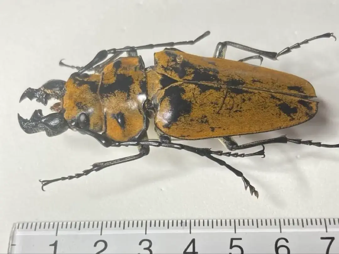 2025年最新】昆虫標本 クワガタモドキの人気アイテム - メルカリ